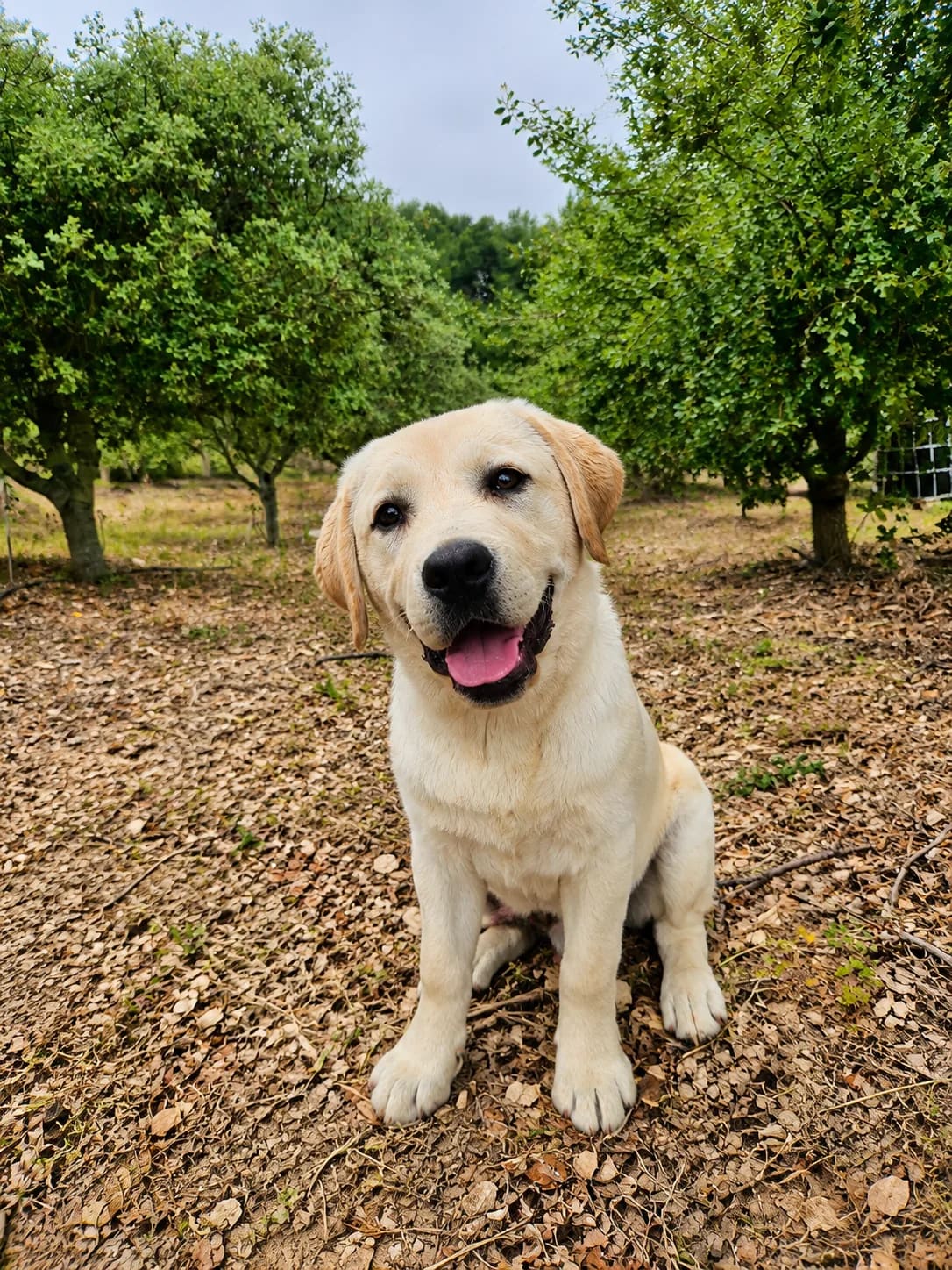 Gambo, el perro trufero, en el encinar de Cal Sec